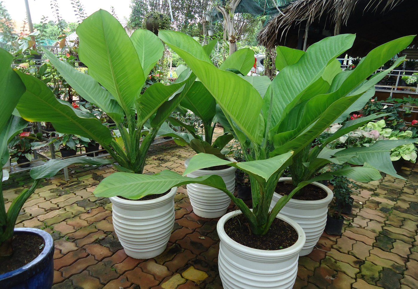 menh-moc-hop-cay-gi (11).jpg